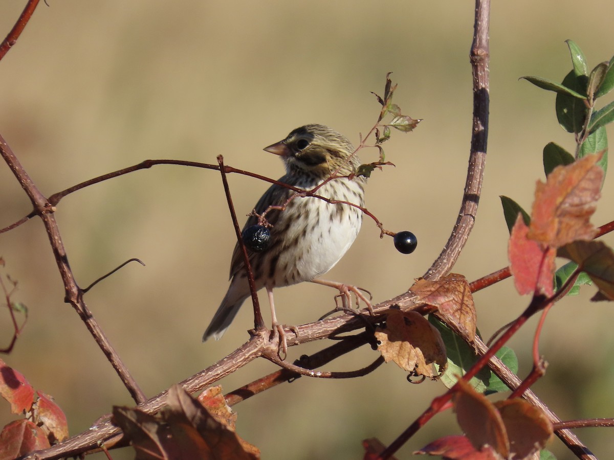 Savannah Sparrow - ML645629058