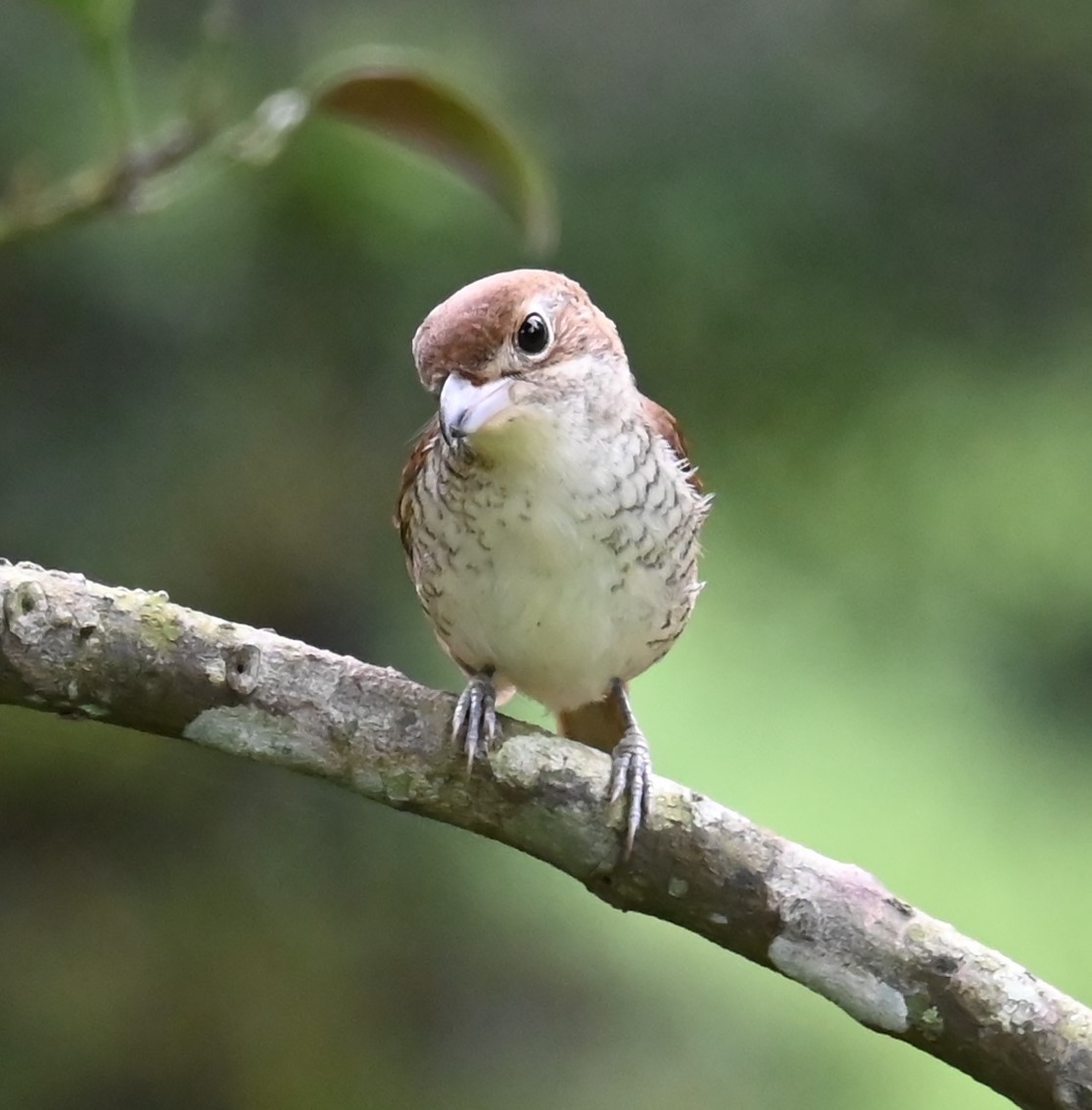 Tiger Shrike - ML645629078