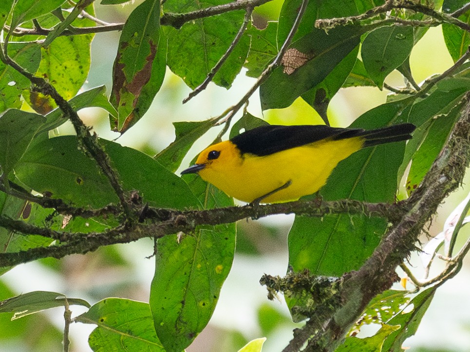 Black-and-yellow Tanager - ML645629079