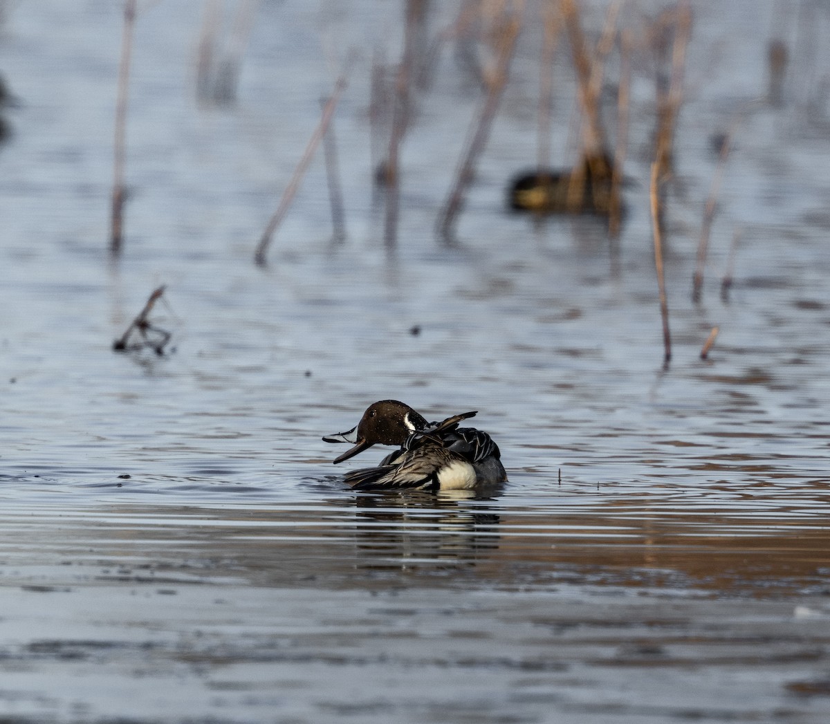 Northern Pintail - ML645629081