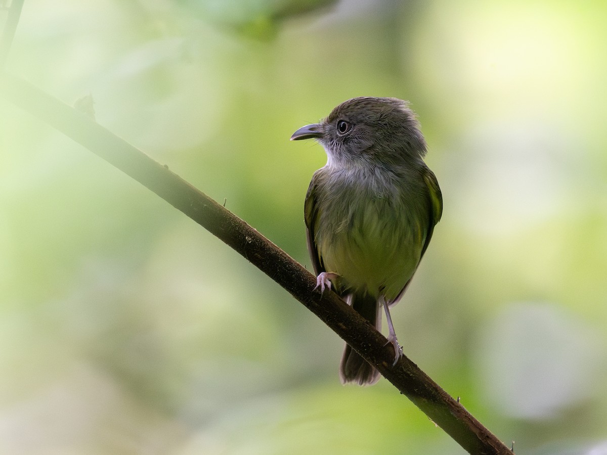 Northern Bentbill - ML645629082