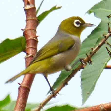 Silvereye - ML645629084