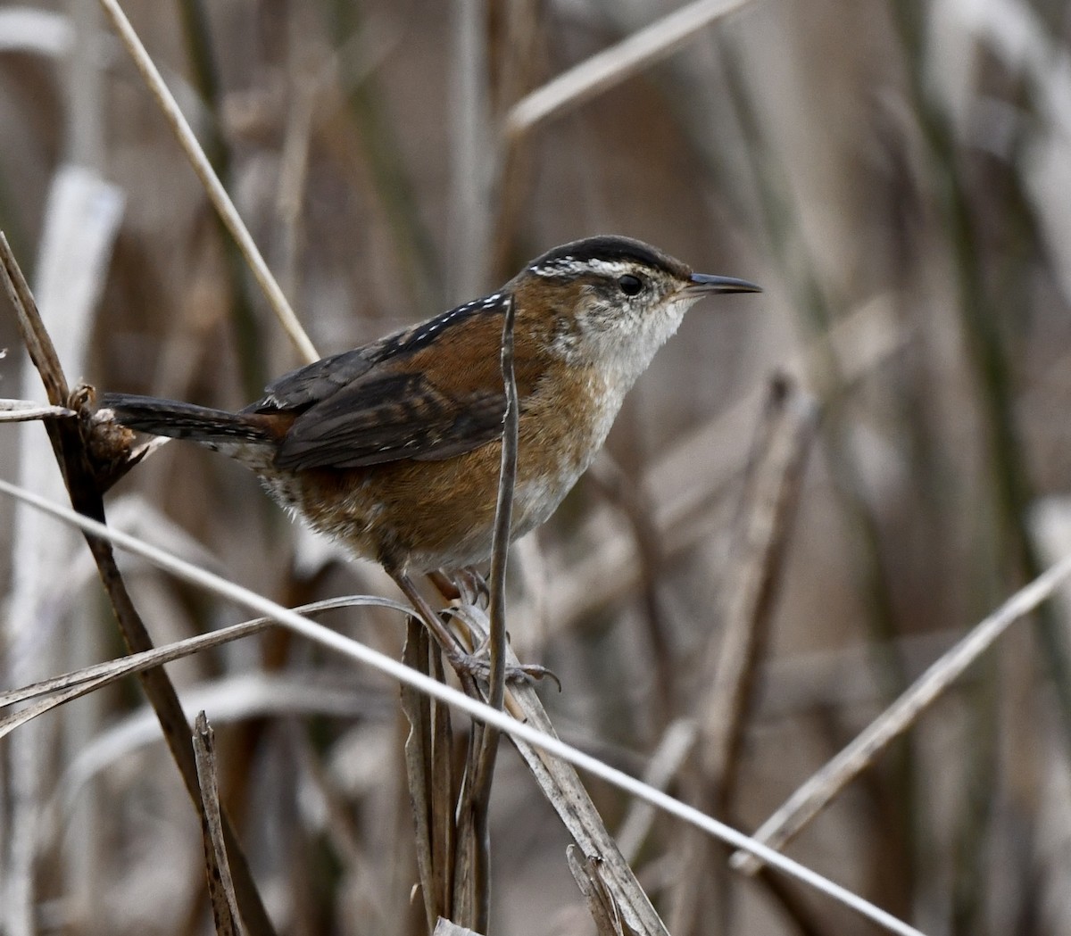 Marsh Wren - ML645629086