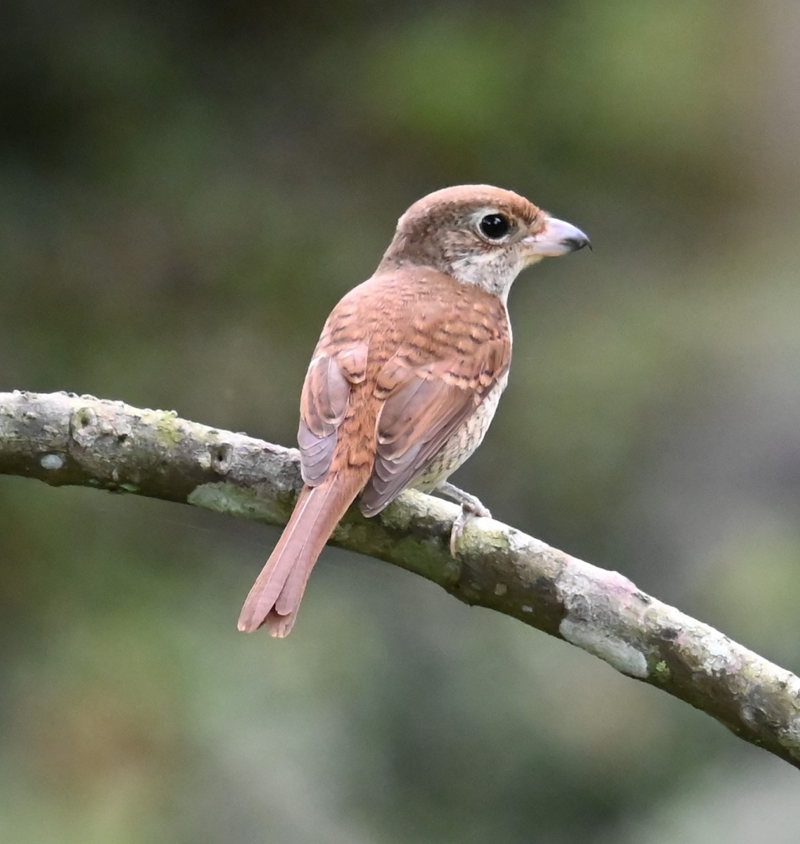 Tiger Shrike - ML645629089