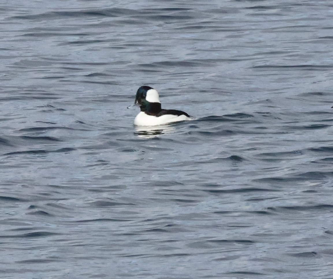 Гоголь-головастик - ML645629090