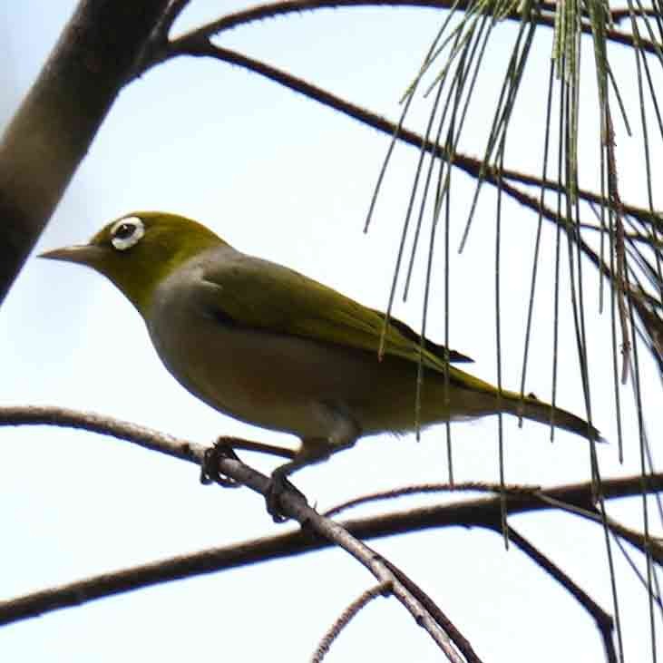 Silvereye - ML645629091