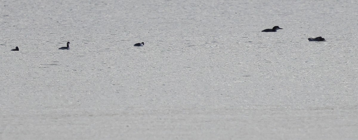 Aliota txikia - ML645629093