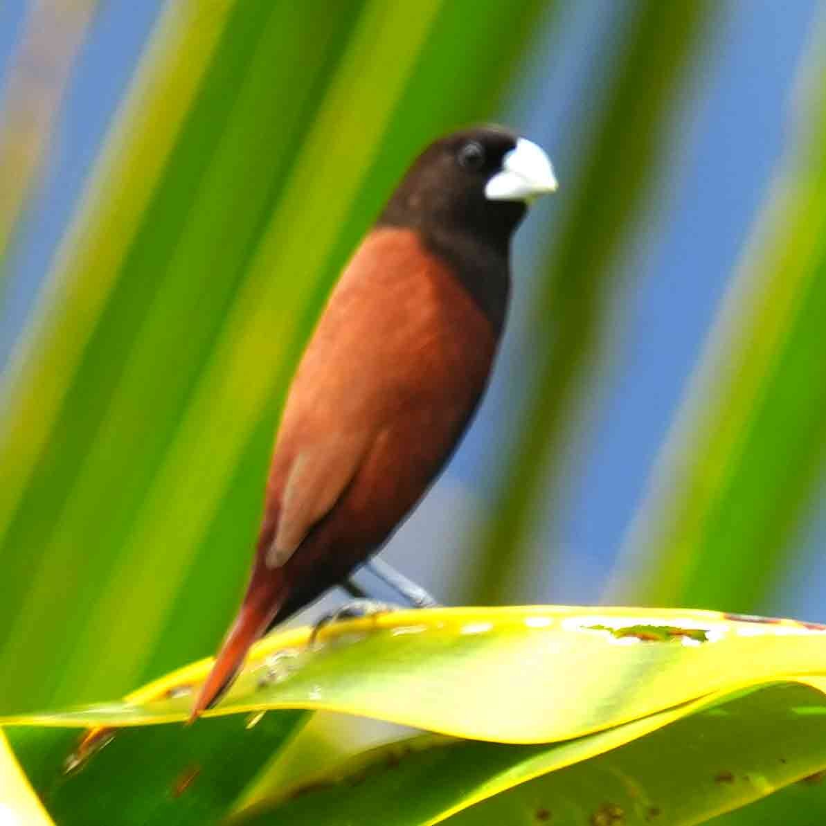 Chestnut Munia - ML645629094