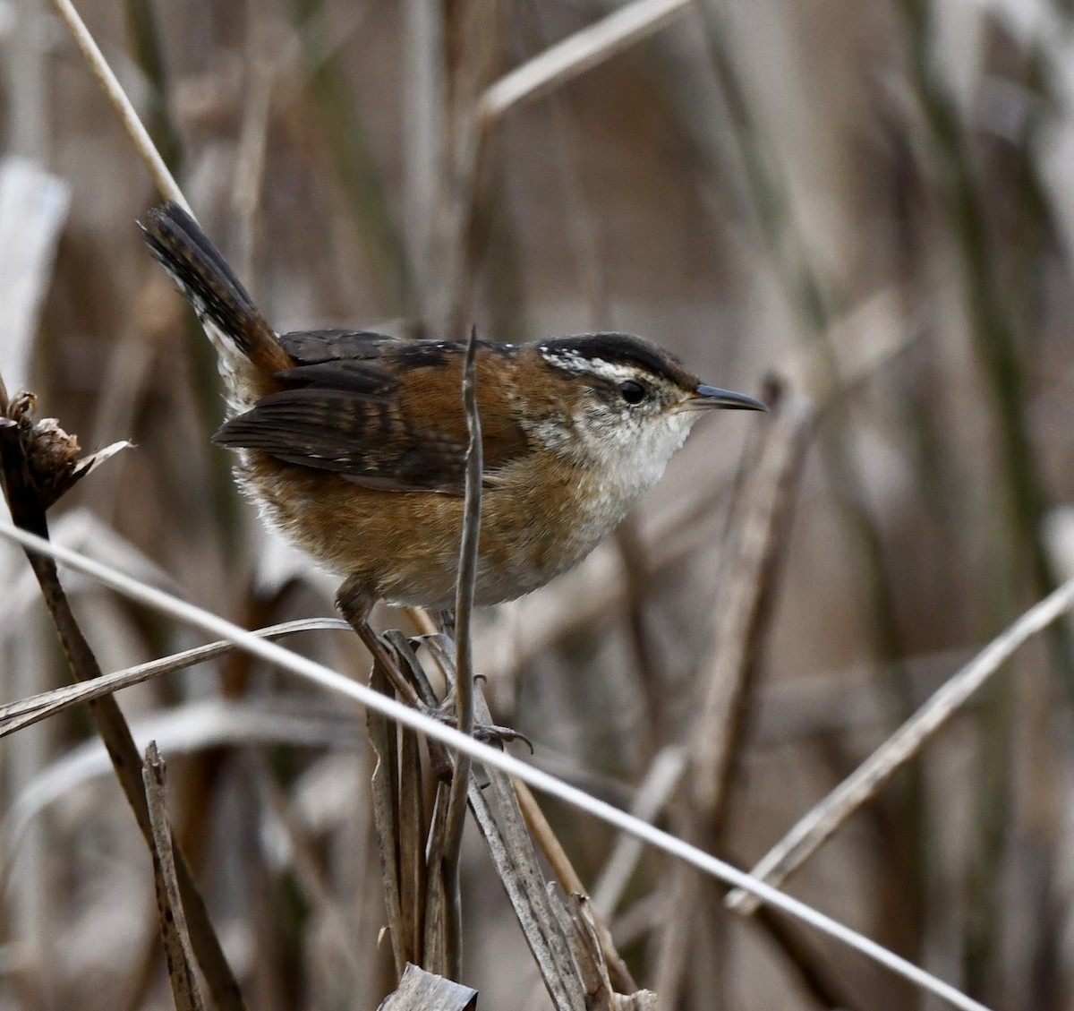 Marsh Wren - ML645629095