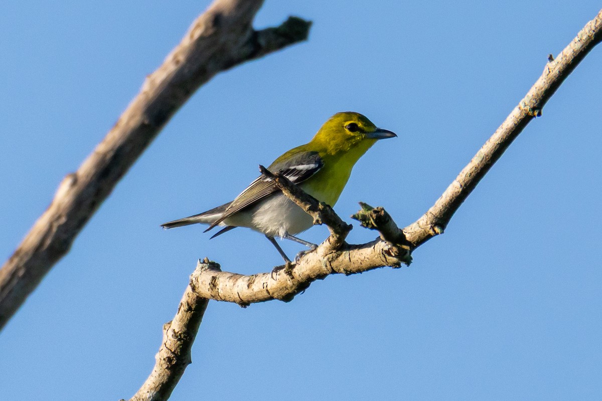 Yellow-throated Vireo - ML645629098