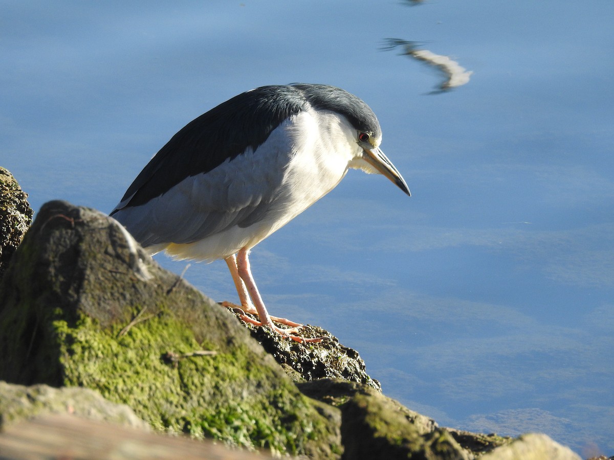 Black-crowned Night Heron - ML645629102