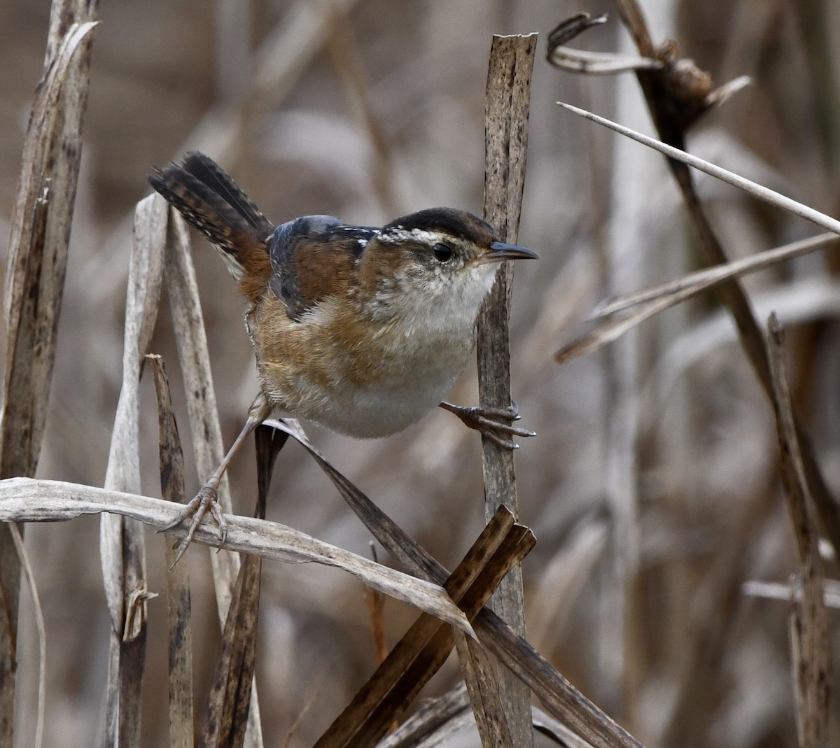 Marsh Wren - ML645629103