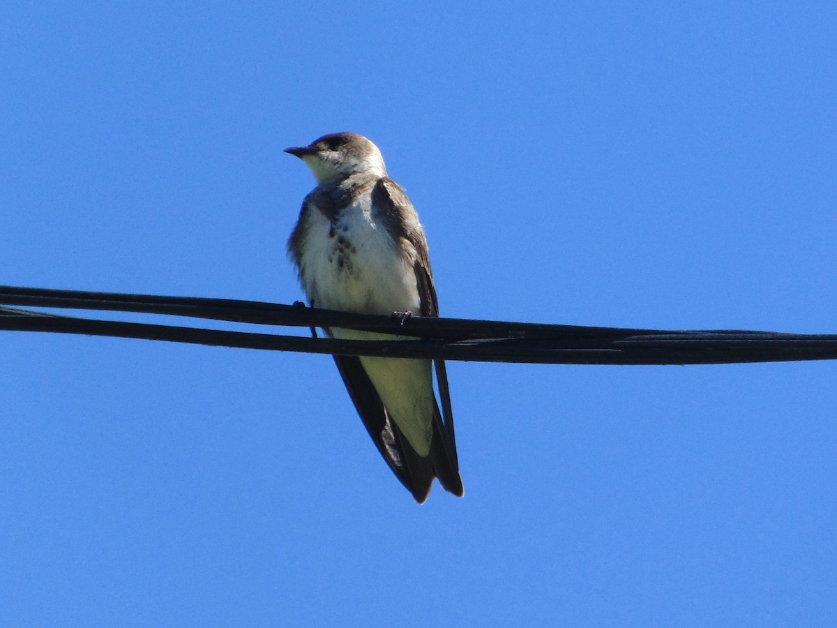 Brown-chested Martin - ML645629104