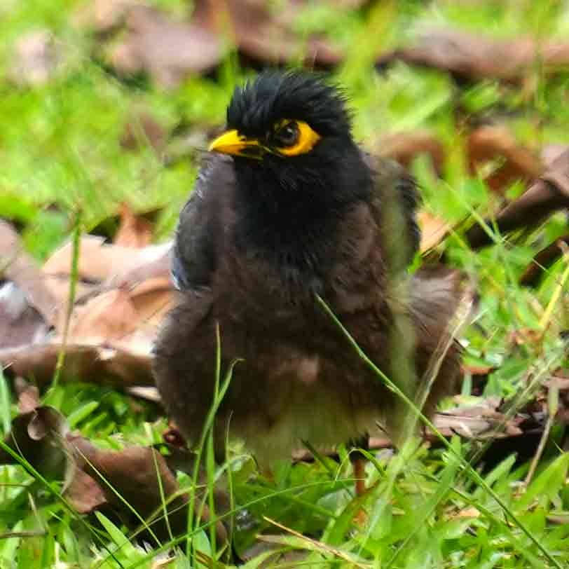 Common Myna - ML645629105