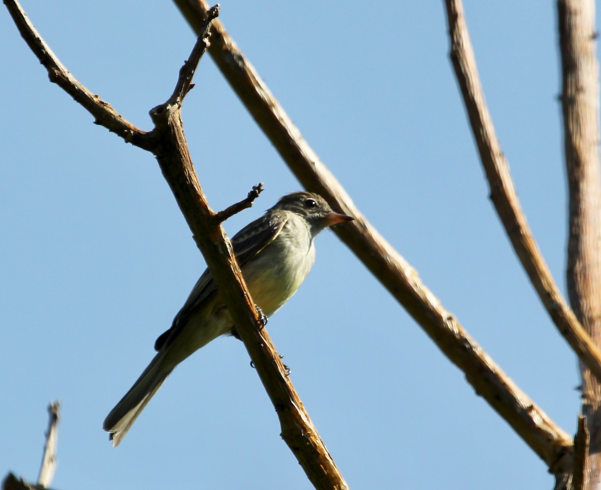 Lesser Elaenia - ML645629108