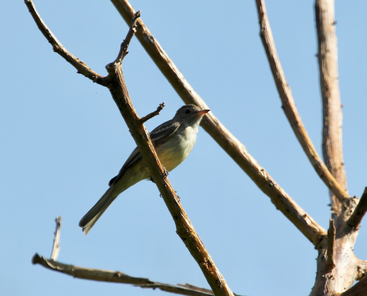 Lesser Elaenia - ML645629109