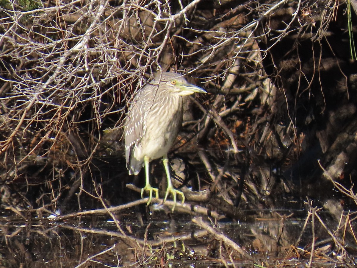 Black-crowned Night Heron - ML645629110