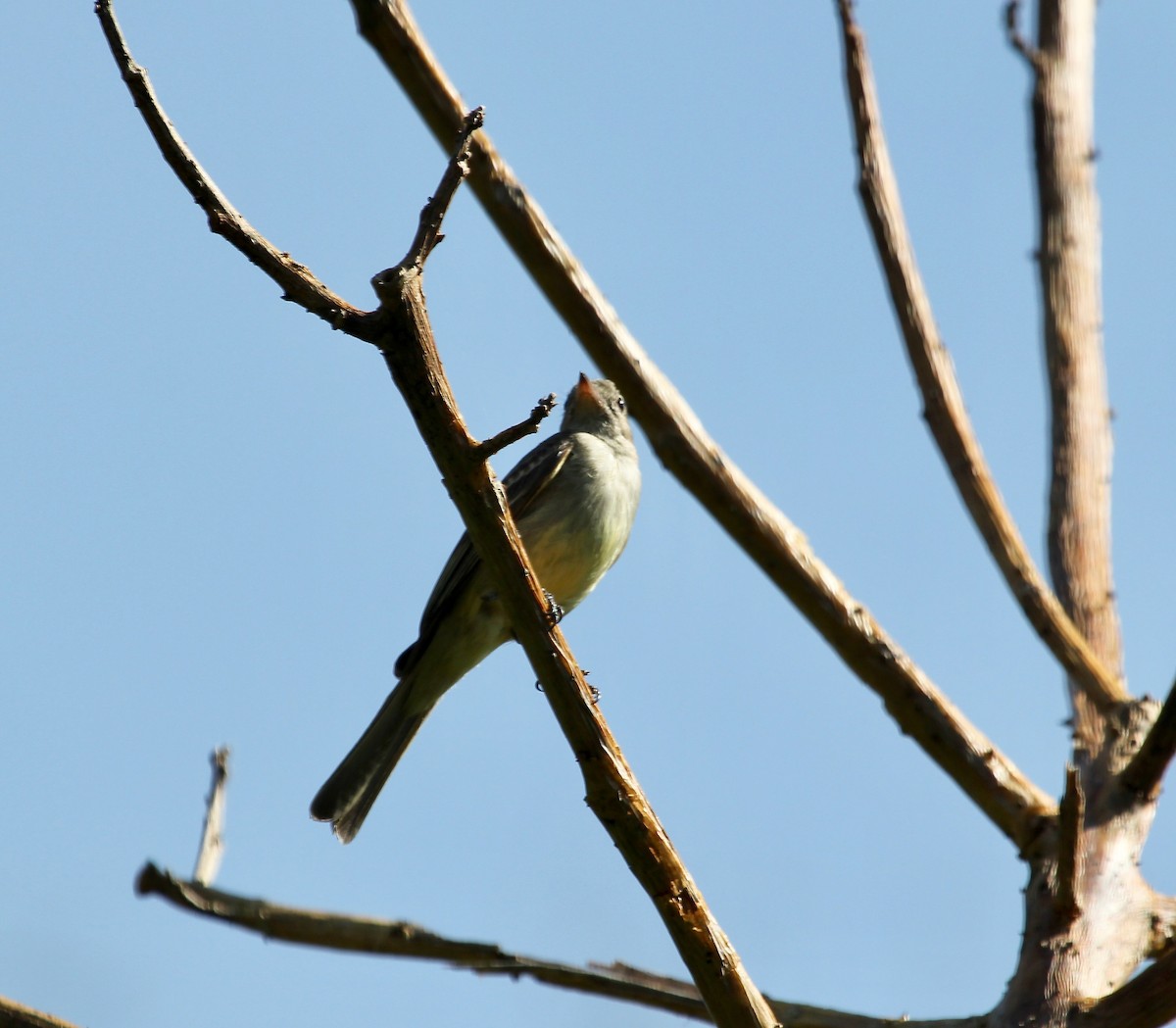Lesser Elaenia - ML645629111