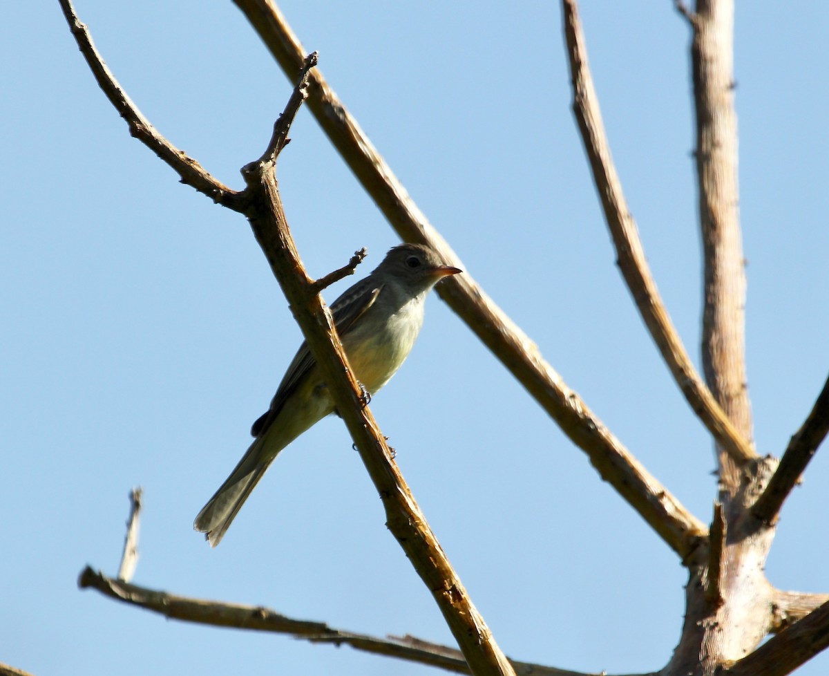 Lesser Elaenia - ML645629112