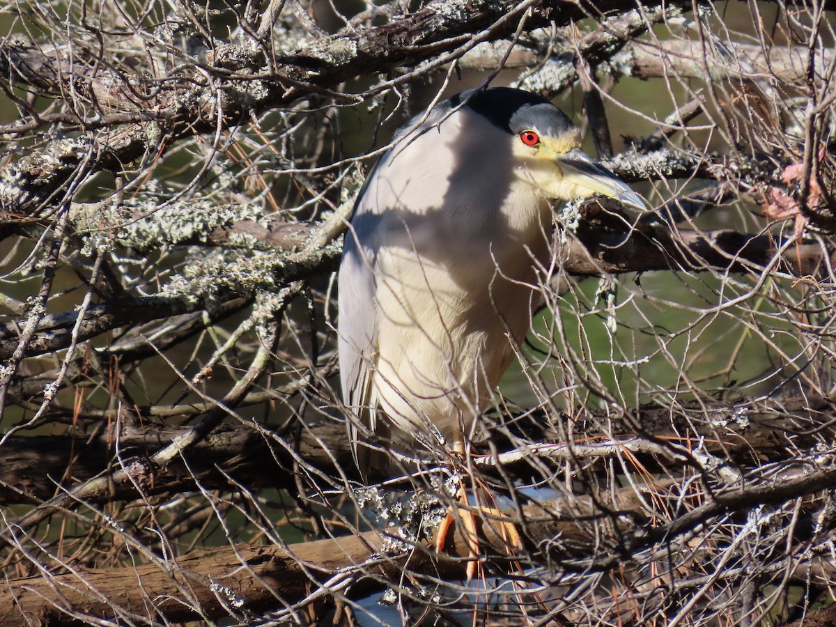 Black-crowned Night Heron - ML645629113
