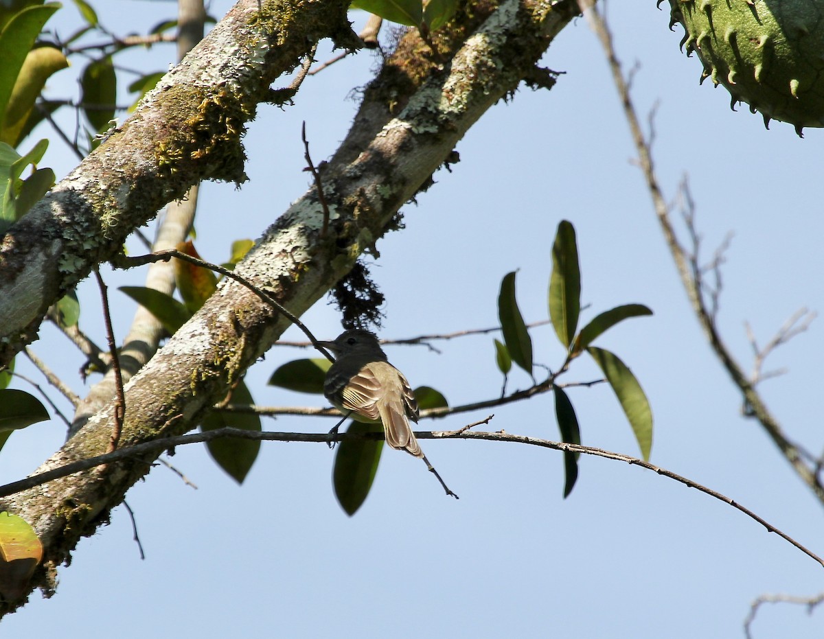 Lesser Elaenia - ML645629114