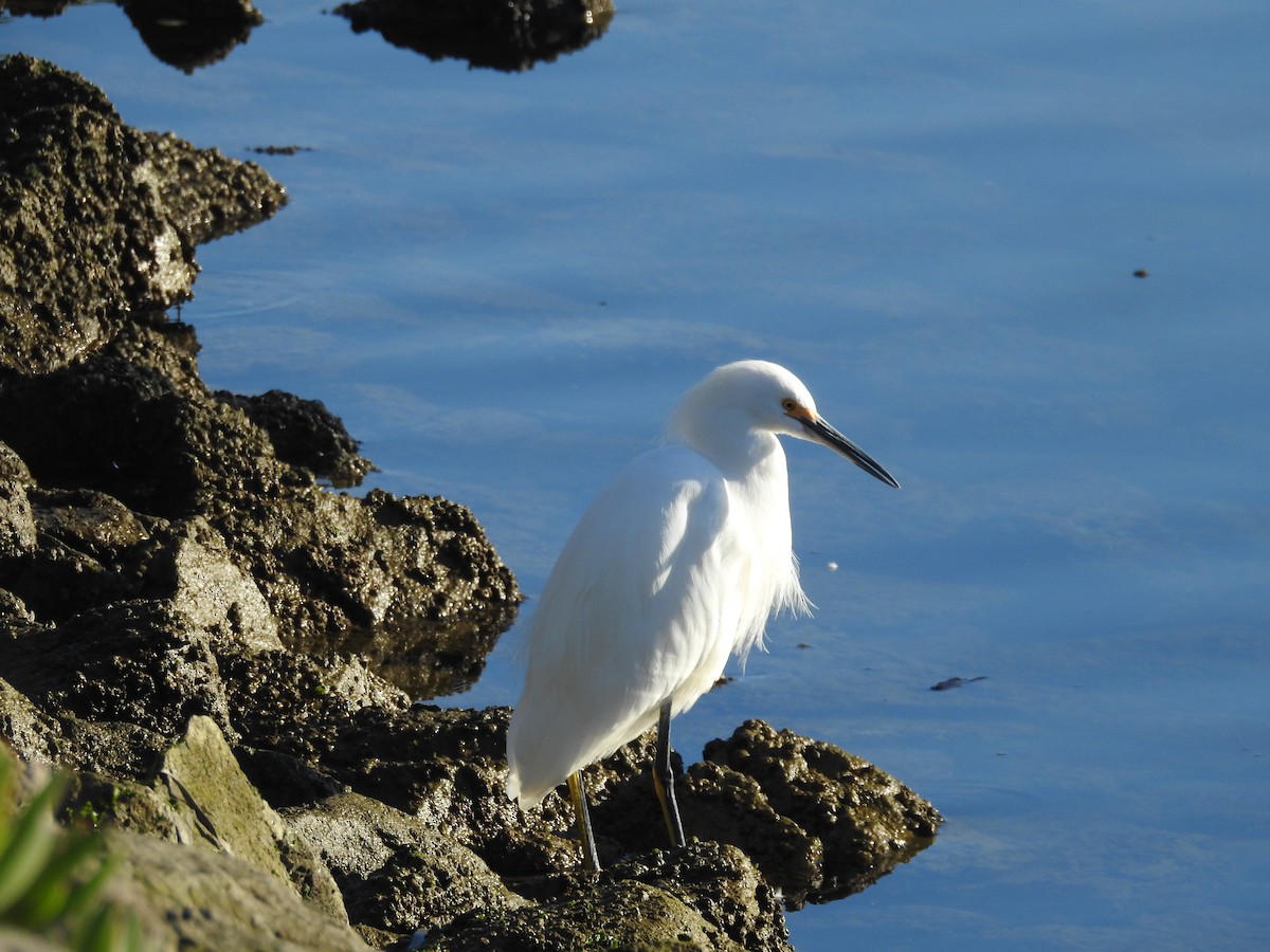 Snowy Egret - ML645629117