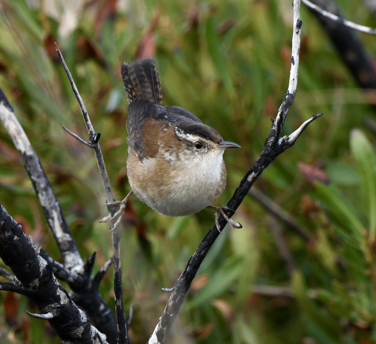 Marsh Wren - ML645629118
