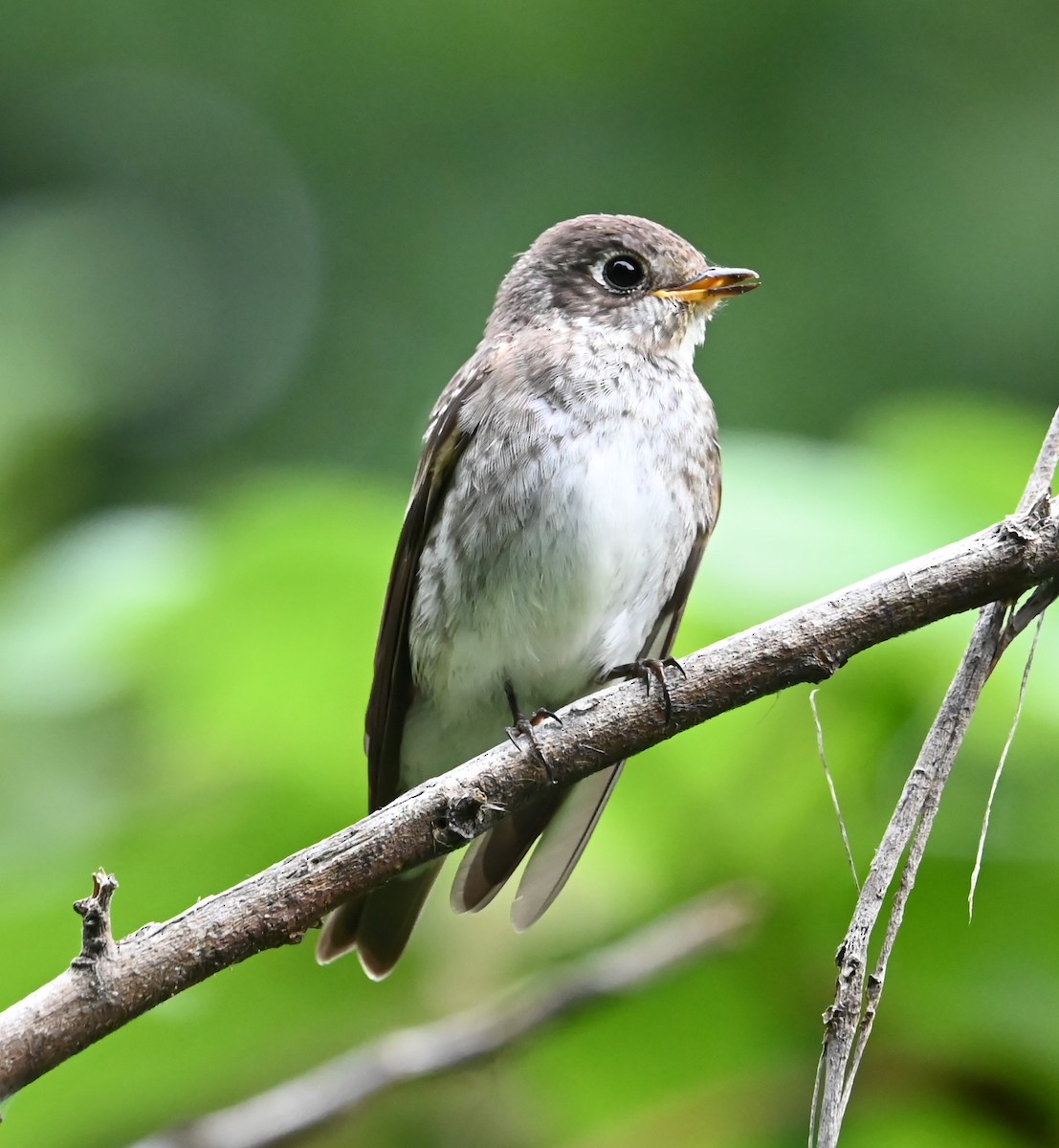 Dark-sided Flycatcher - ML645629119