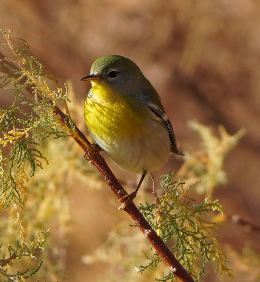 Northern Parula - ML645629120