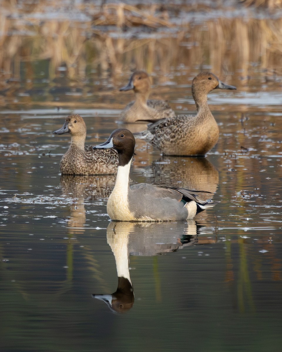 Northern Pintail - ML645629122