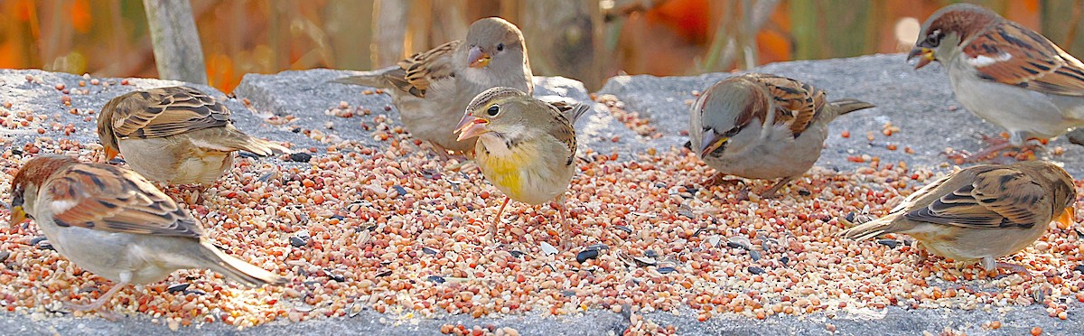 Dickcissel - ML645629128