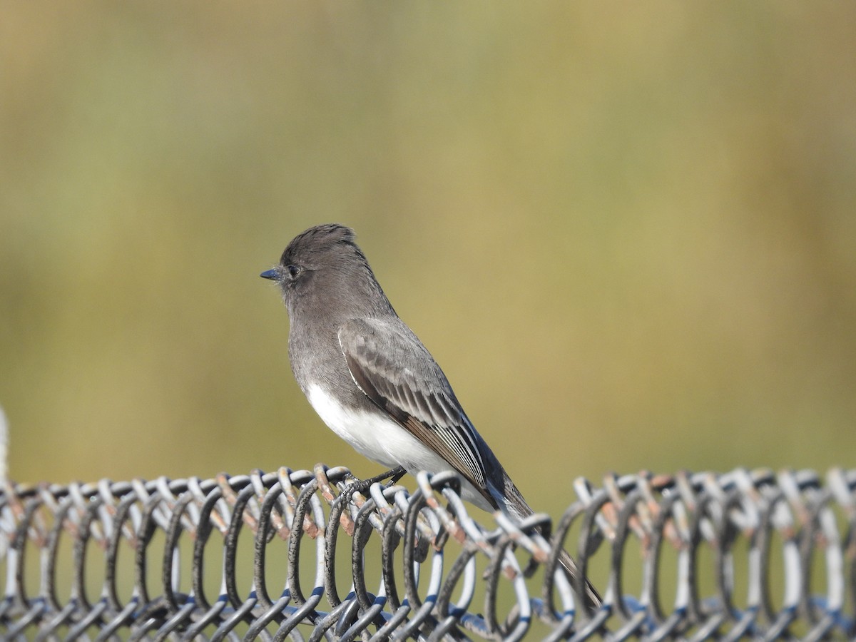 Black Phoebe - ML645629129