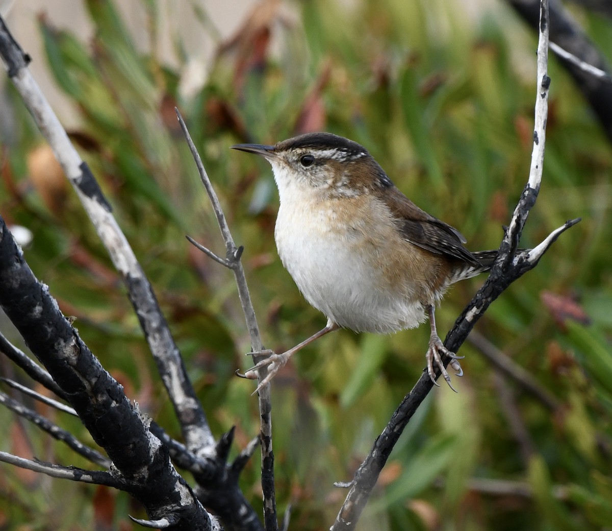 Marsh Wren - ML645629130