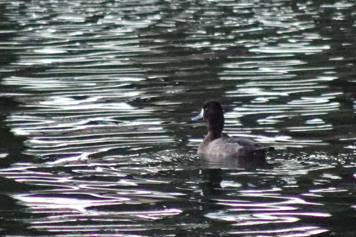 Lesser Scaup - ML645629131