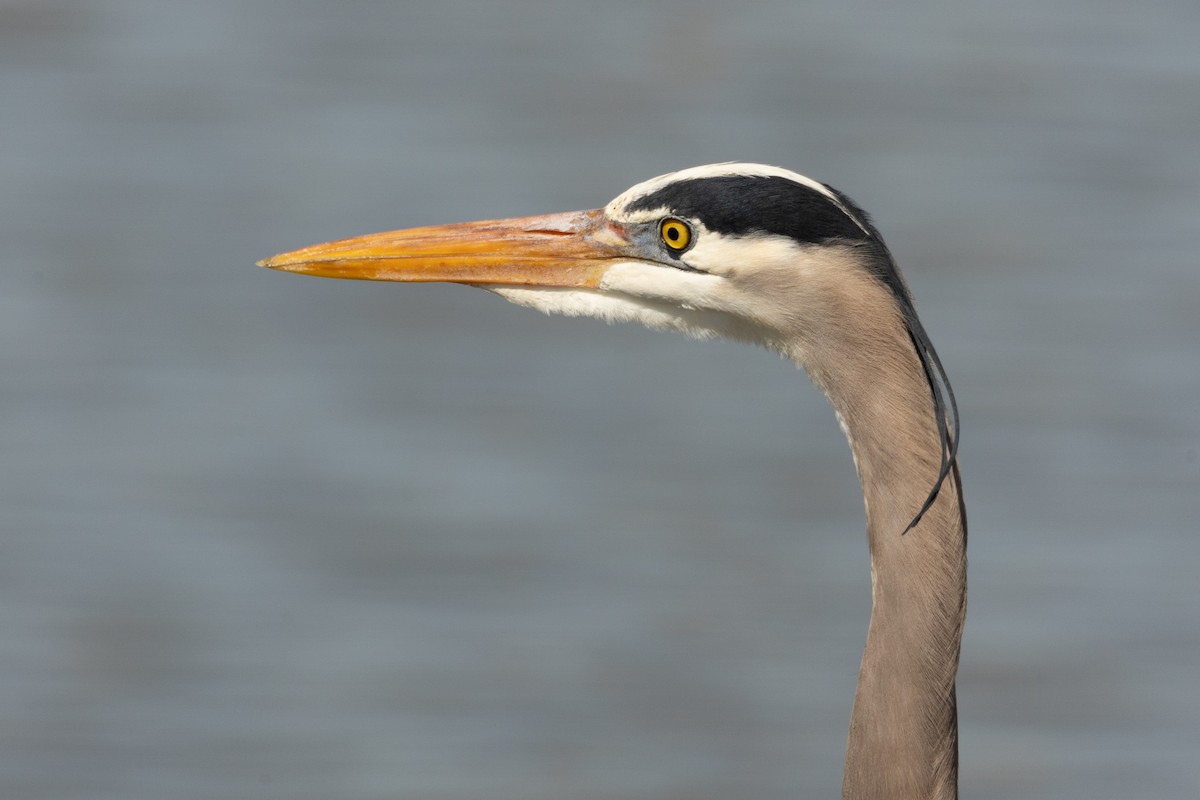 Great Blue Heron - ML645629135