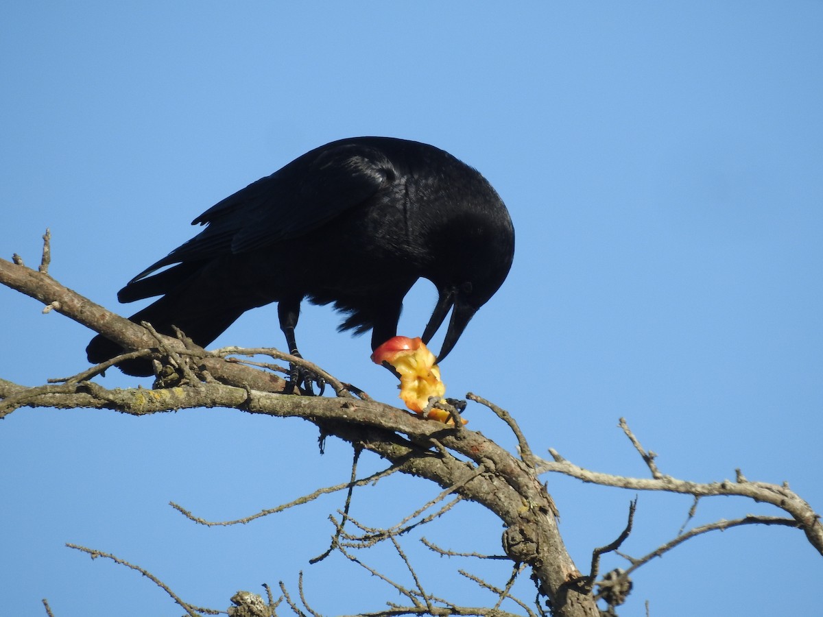 American Crow - ML645629136