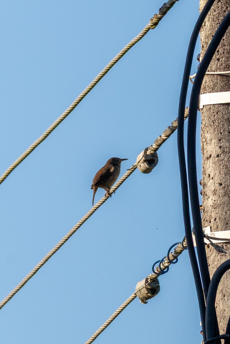 Southern House Wren - ML645629140