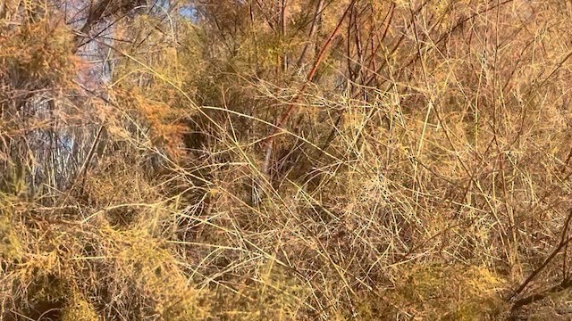 פרולה צפונית - ML645629142