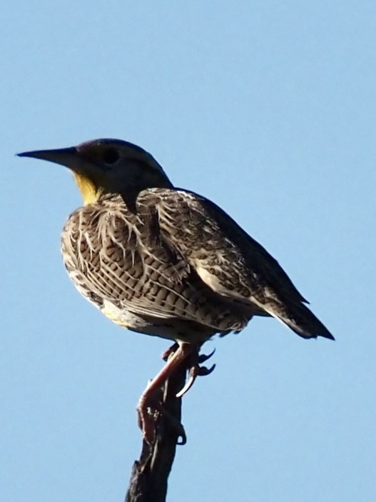 Western Meadowlark - ML645629145