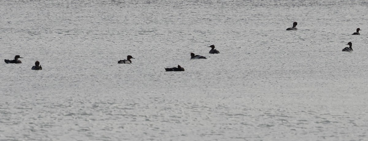 Zerra ertaina - ML645629149