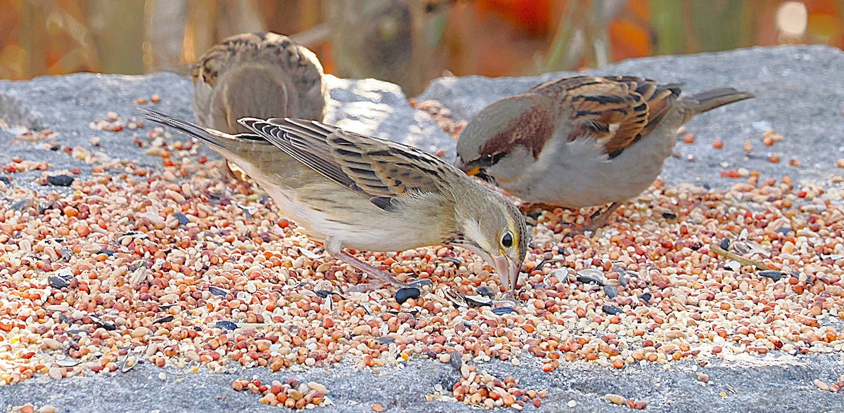 Dickcissel - ML645629150