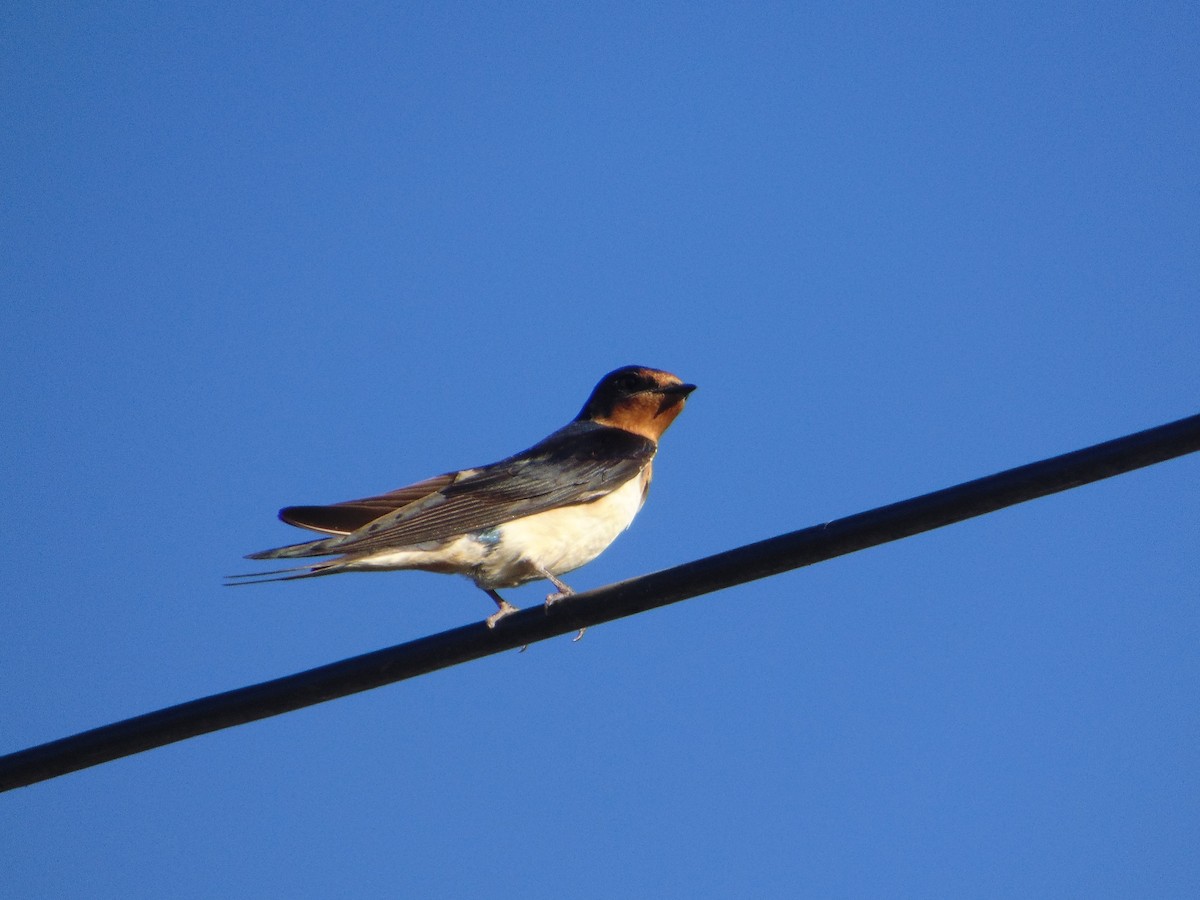 Ластівка сільська - ML645629151