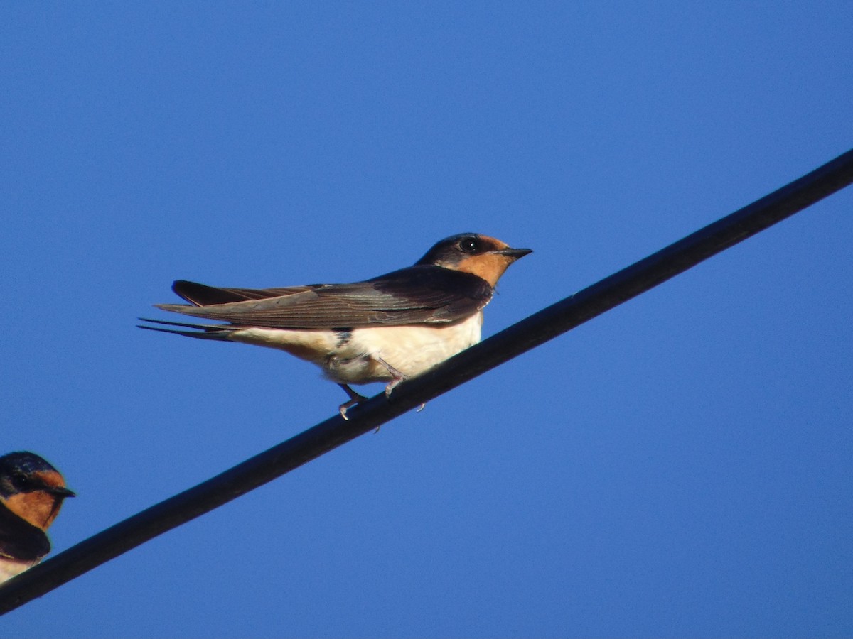 Ластівка сільська - ML645629152