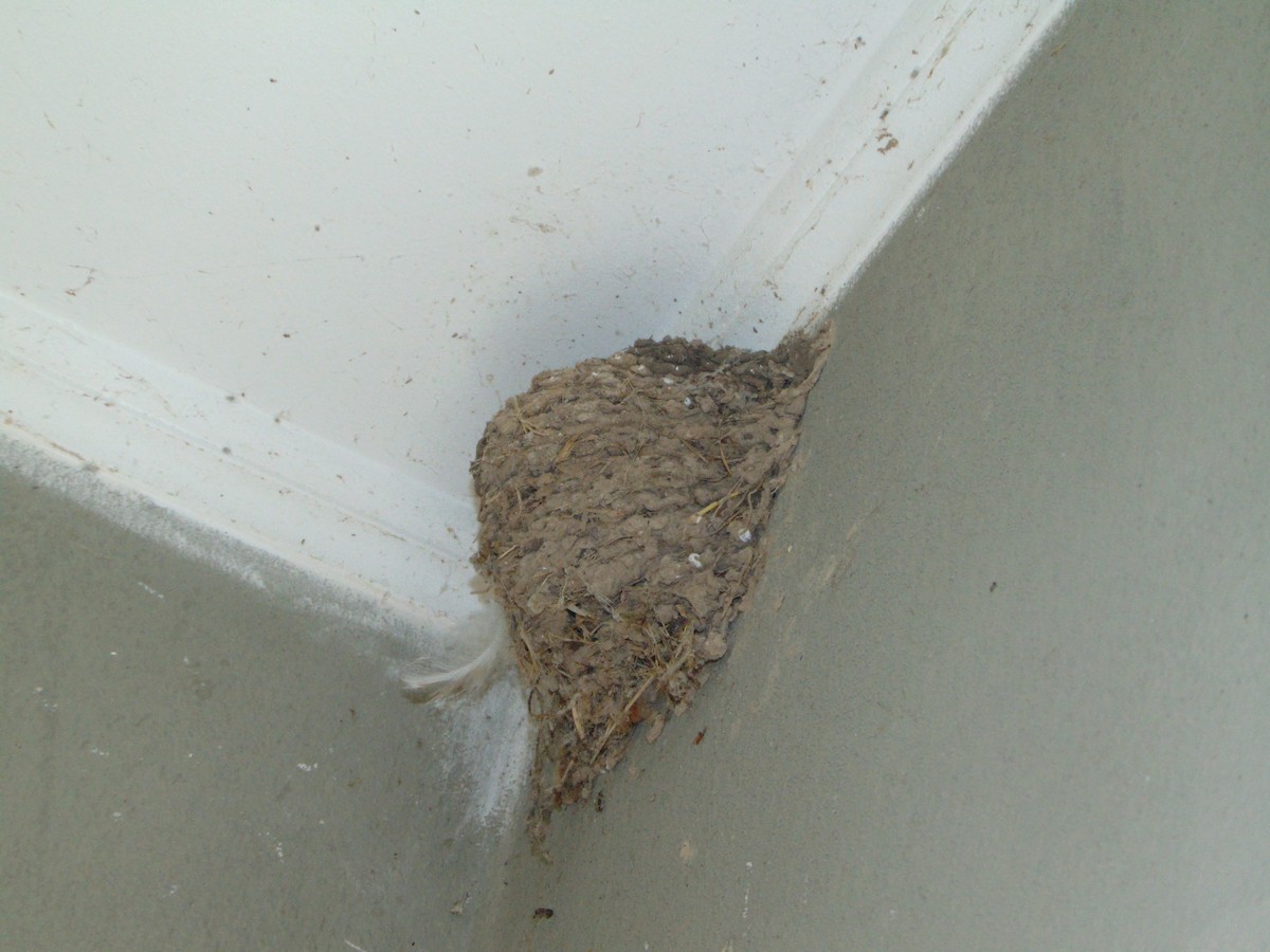 Ластівка сільська - ML645629165