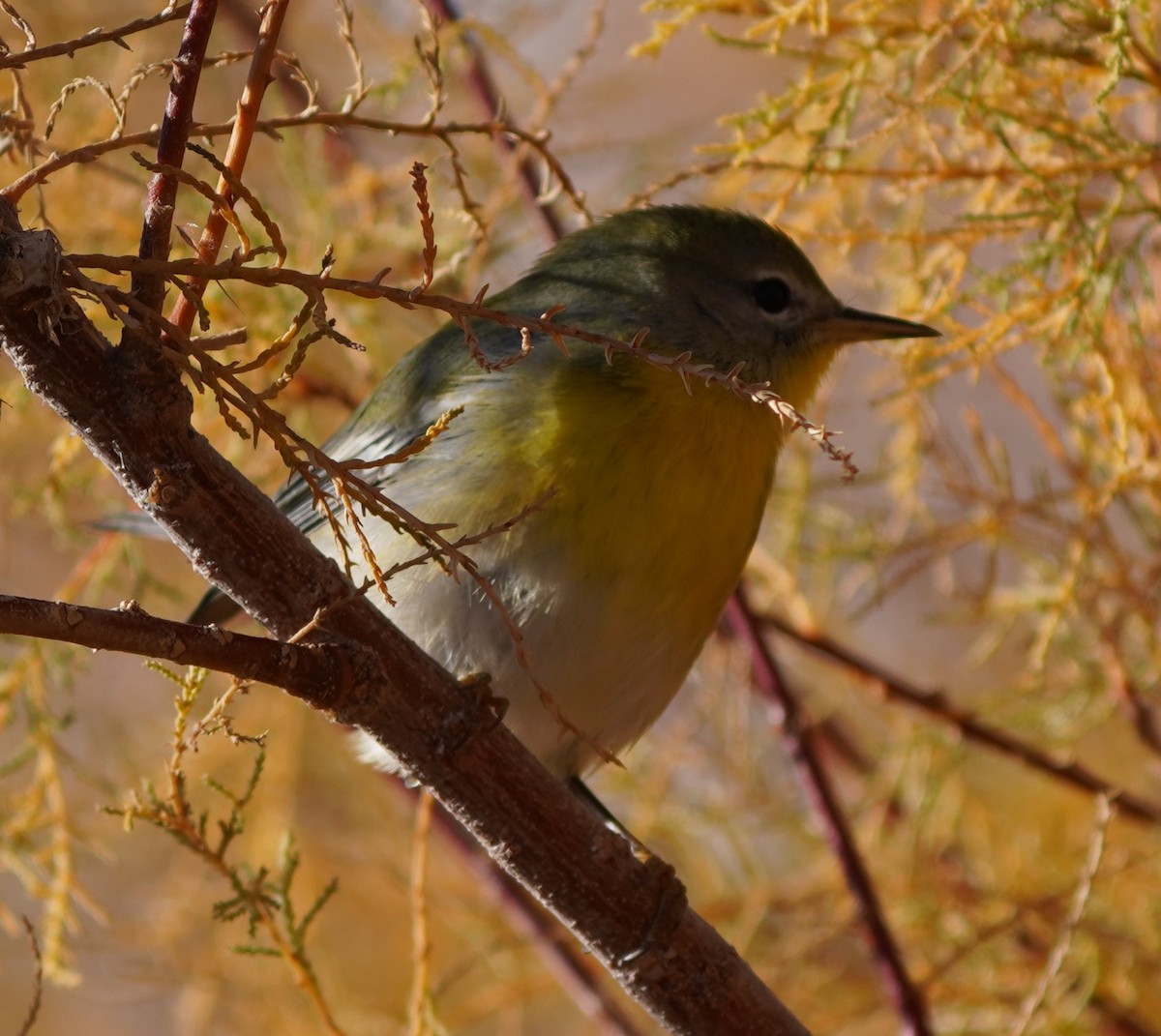 Northern Parula - ML645629168