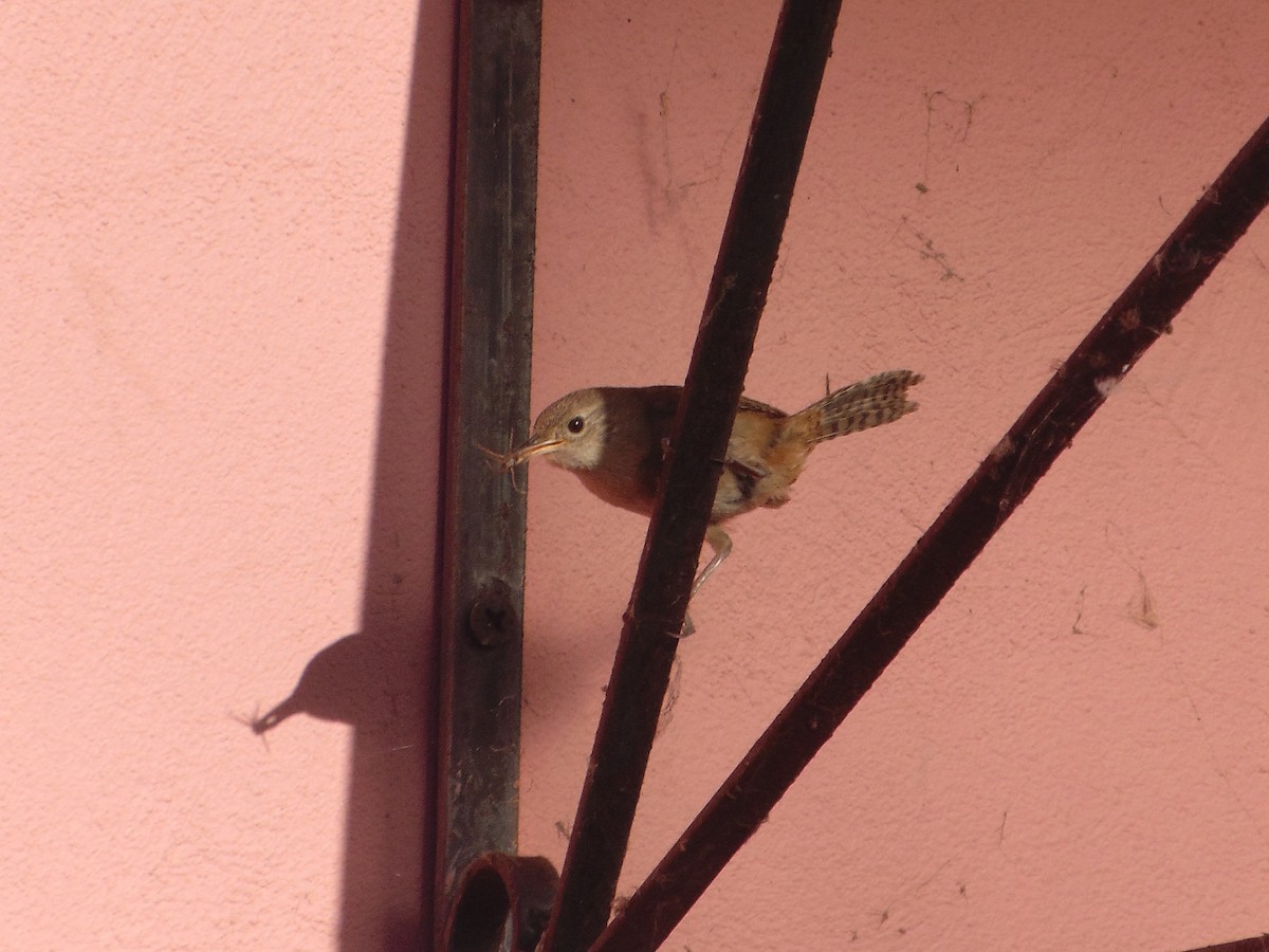 Southern House Wren - ML645629170