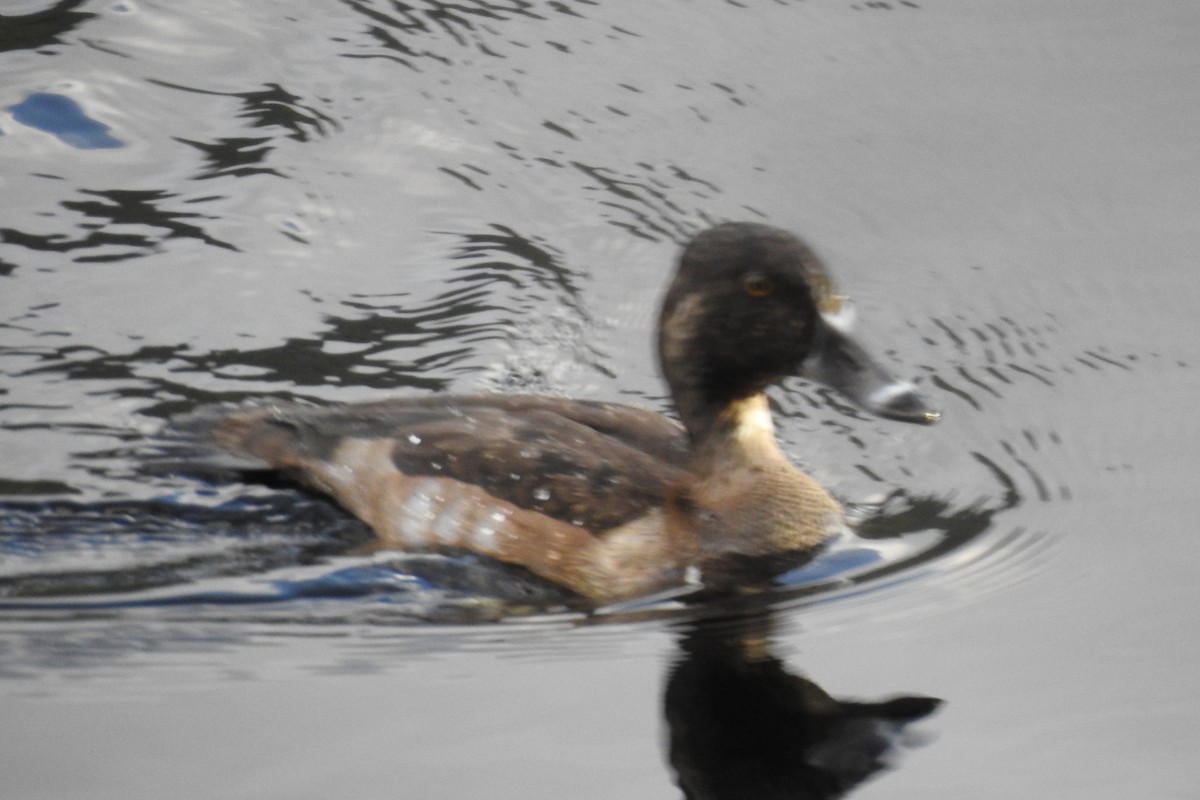 duck sp. - ML645629171