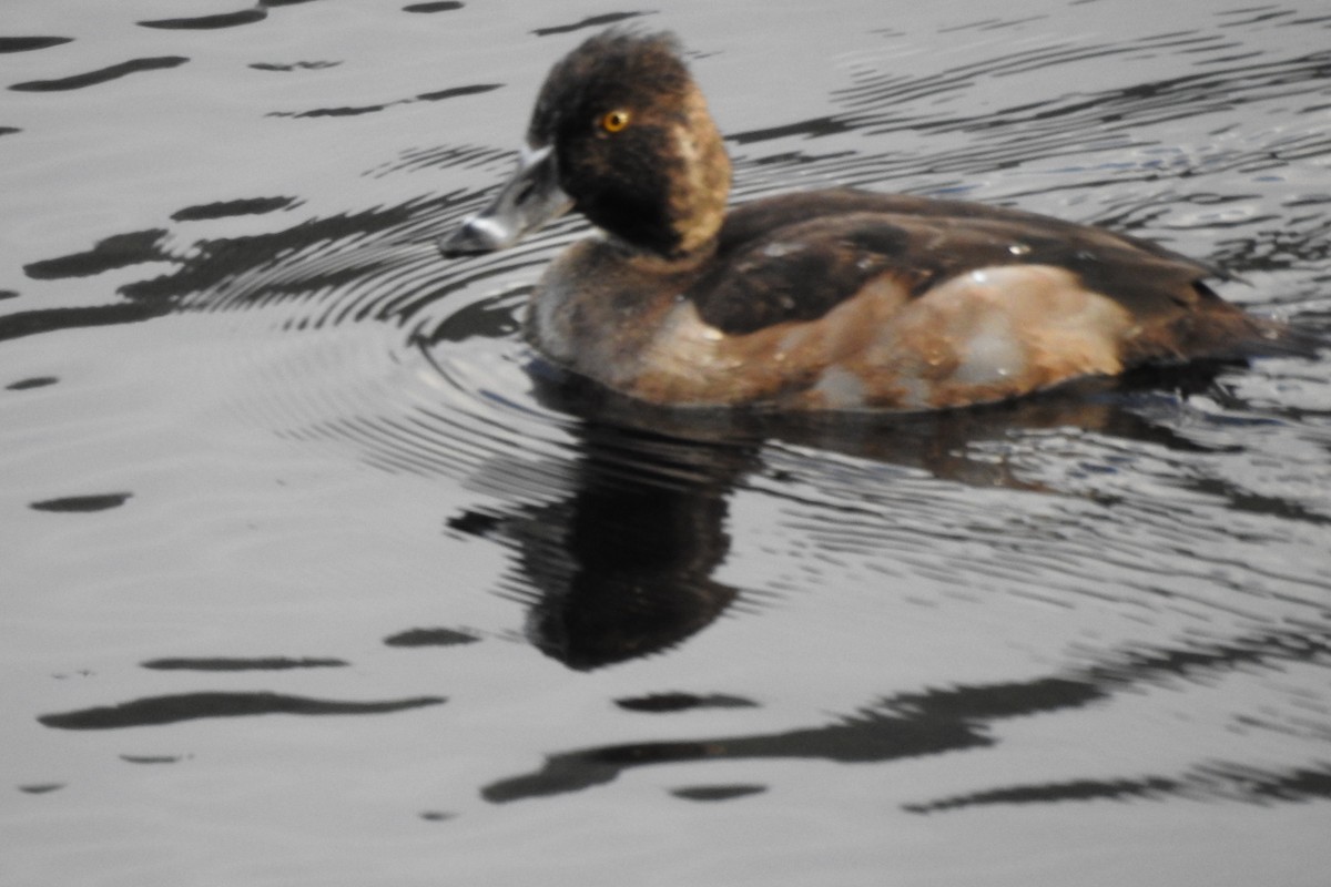 duck sp. - ML645629172