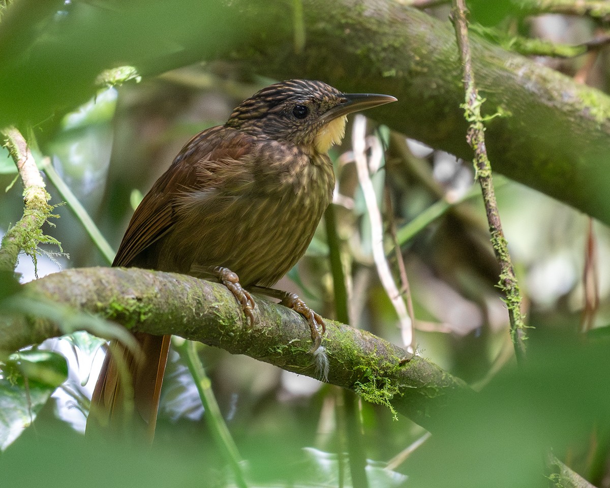 Western Woodhaunter - ML645629189