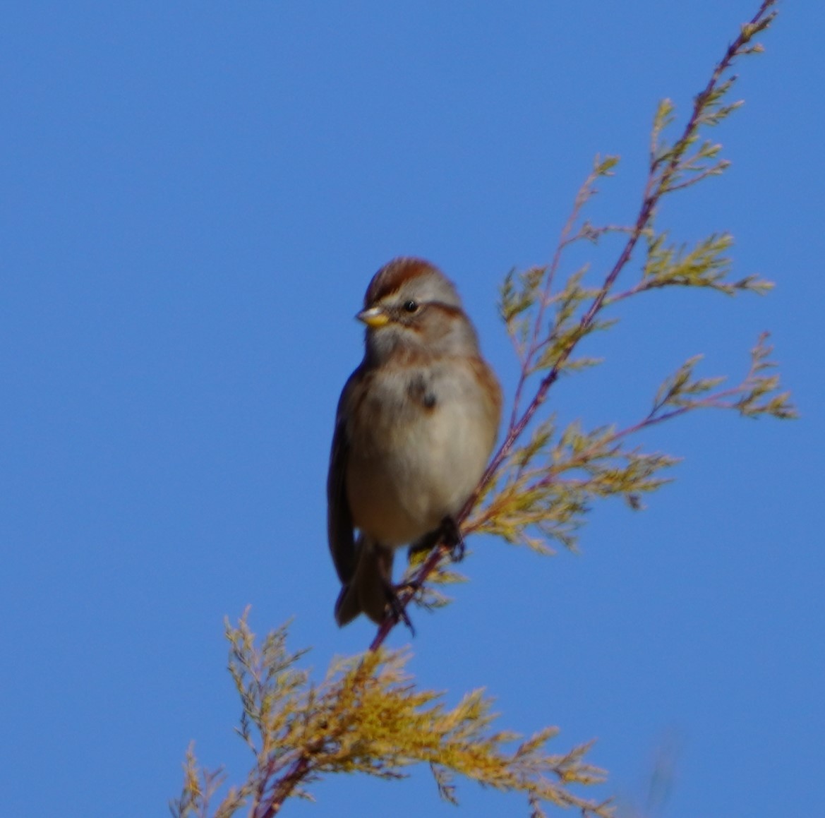 American Tree Sparrow - ML645629195